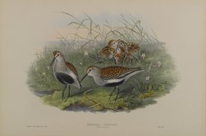 シンクルス管財人、夏の羽毛-ダンリン 作： John Gould